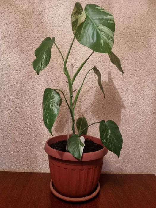 Монстера "Альба: