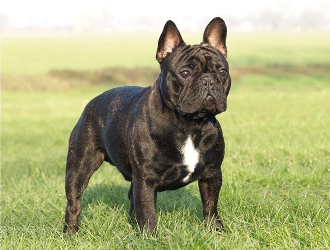 Donez bulldog francez