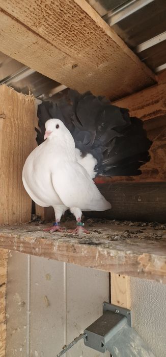 Porumbei calarasi botosani pui indieni