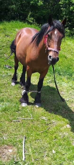 vnd iapă  8 ani sau skimb cu cai sau cu mașin