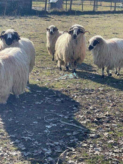 Vând berbec tânăr