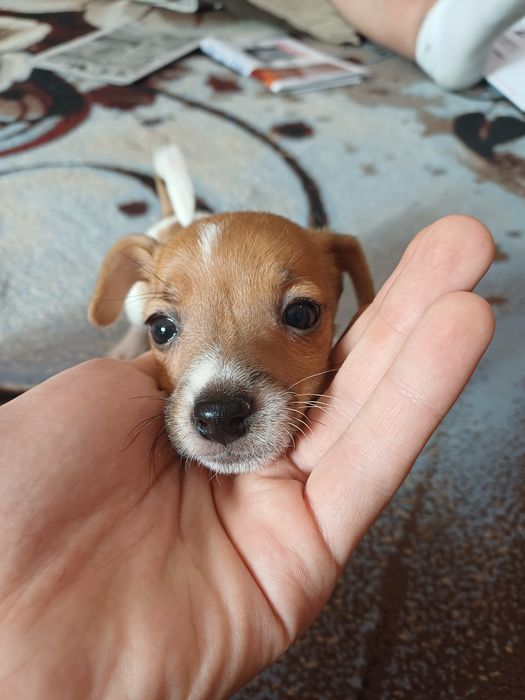 Джек Рассел Терьер