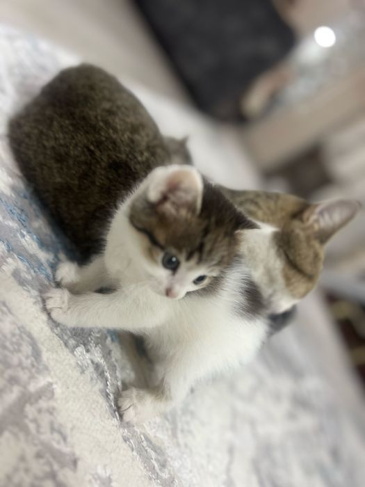 Котята в хорошие руки