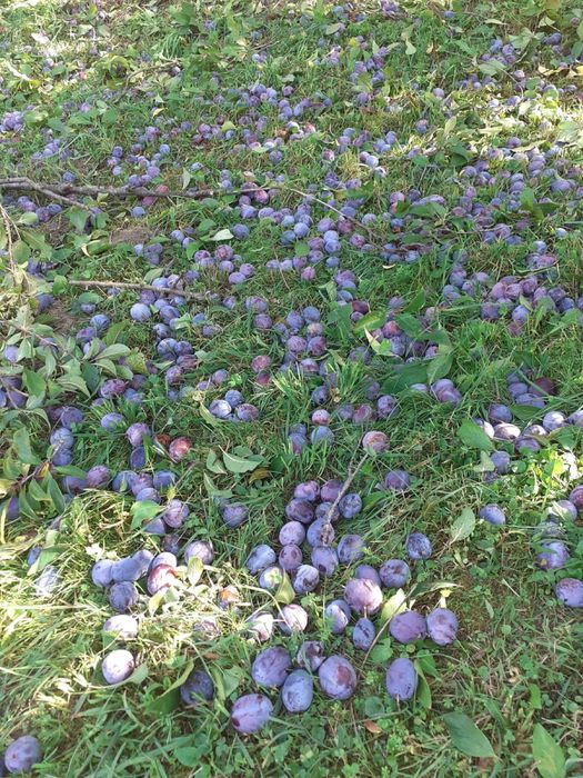 Prune pentru țuică