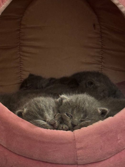 Scottish fold,strike