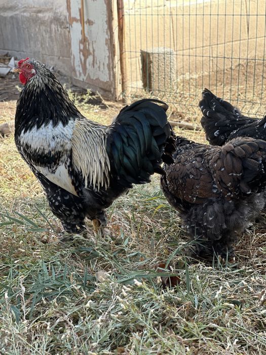 Хуроз товуклар ( Туркия парселан)