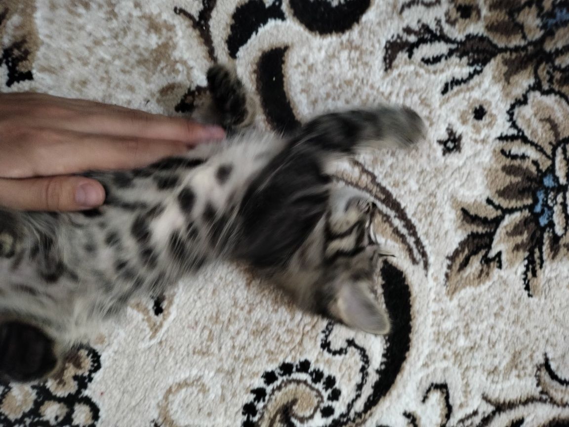 Котята по 2 месяцев