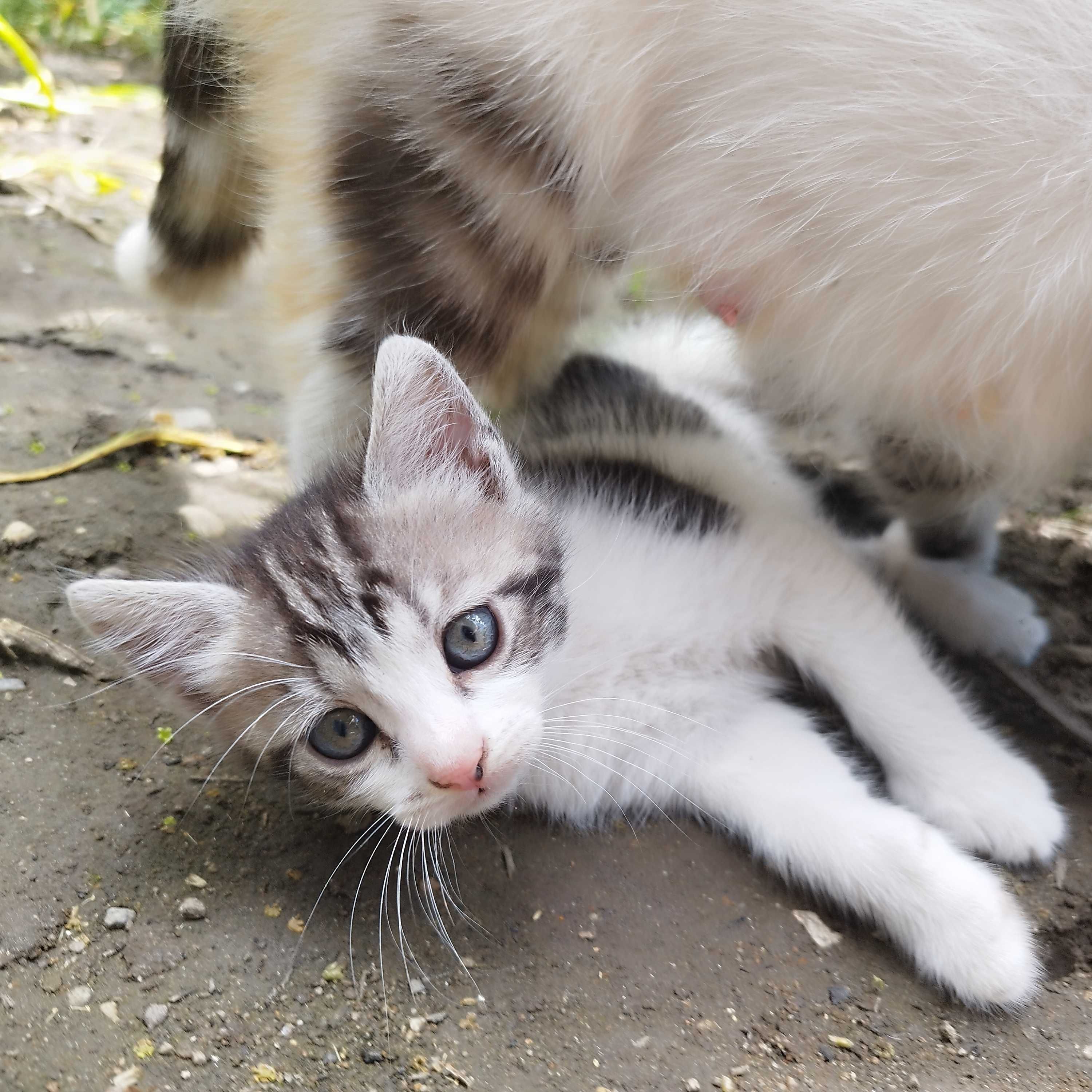 Котенца - две котенца се подаряват