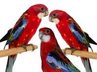 Продам попугаи розеллы легко обучаемы разговору