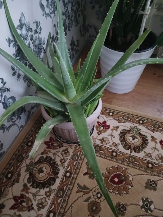 Продам алое 3-ех летнее
