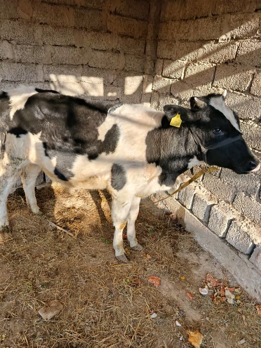 Mol sotiladi g'unajin yosh