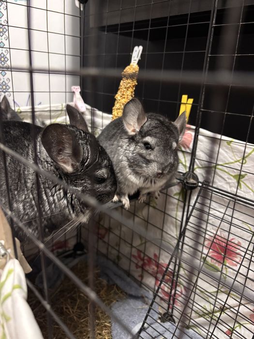 Chinchilla pui si adult