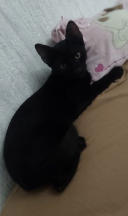 Aris motănel 3 luni