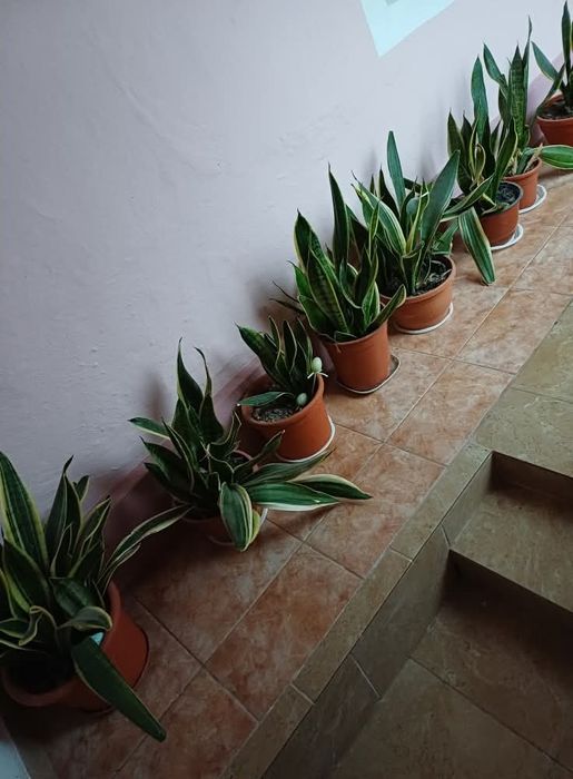 Floare Limba soacrei