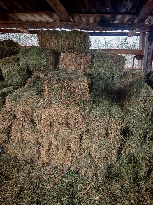 Baloti lucernă si Fân