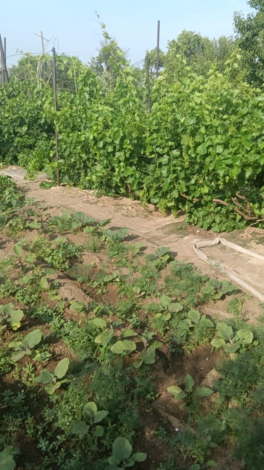 Продается Дача 10 соток