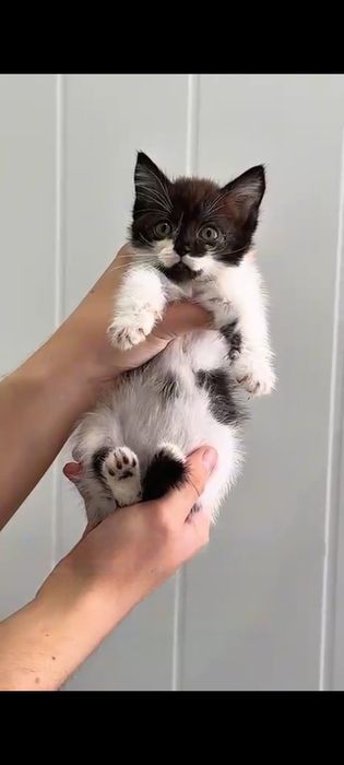 Отдам кошек в хорошие руки