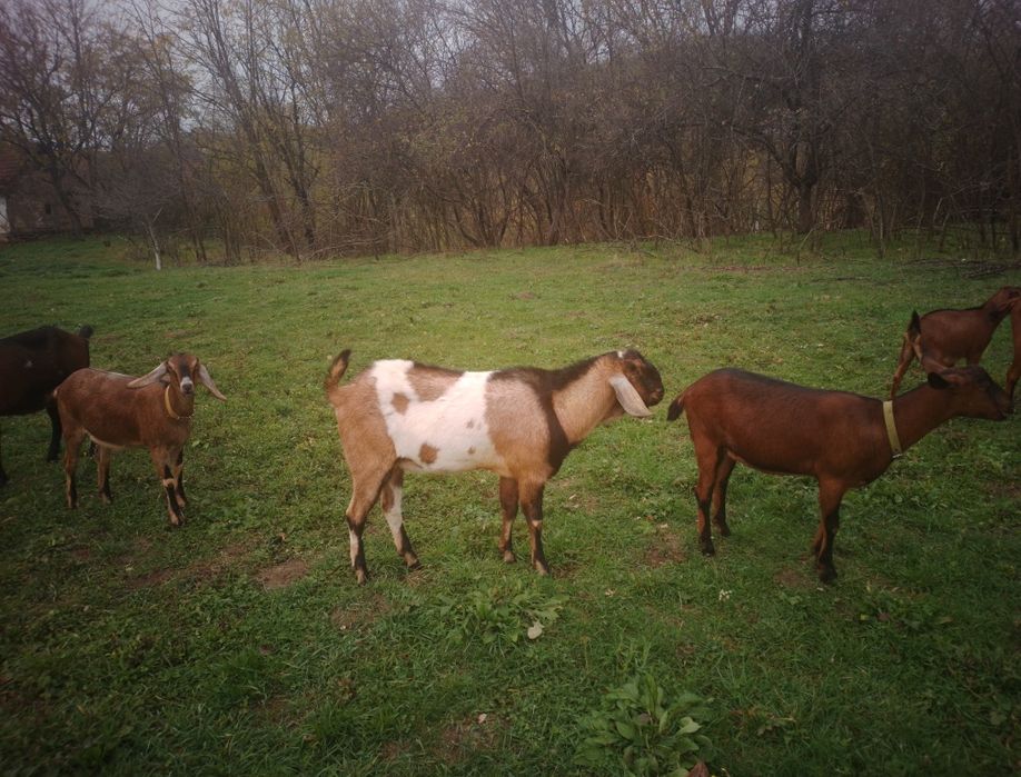 Țap de rasă , anglo-nubian