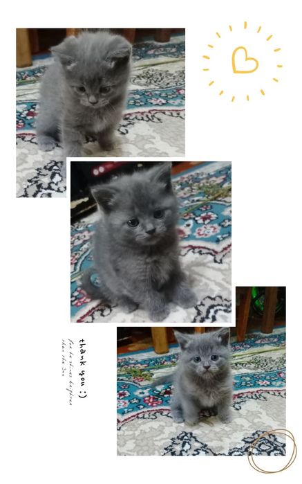 Срочно продаются котята чистокровные