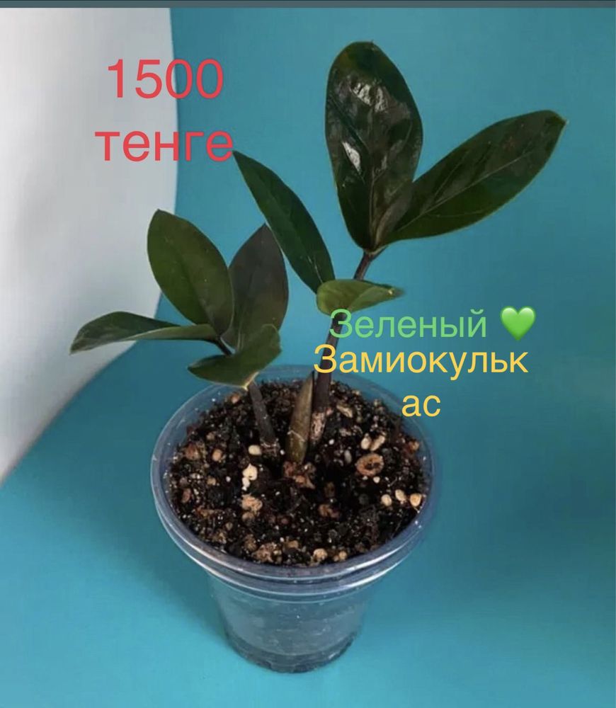 Удобрение в подарок! Замиокулькас!РАВЕН! Толстянка!Комнатные растения!