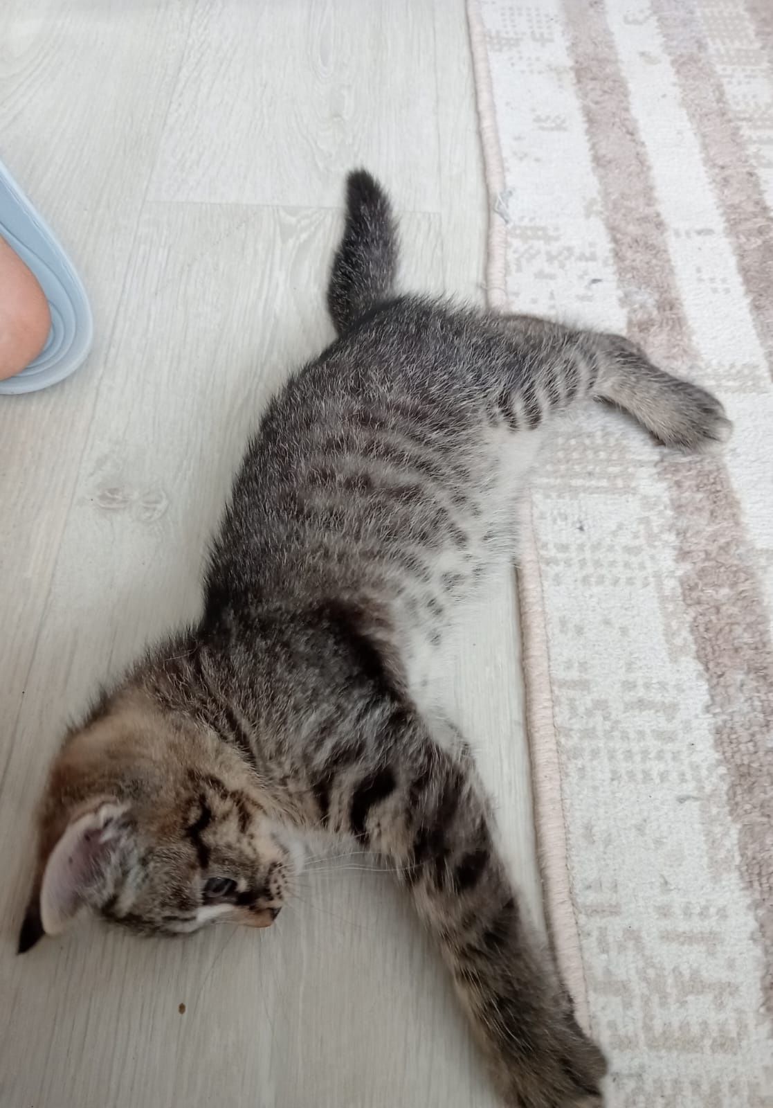 Отдам доброго игривого котёнка