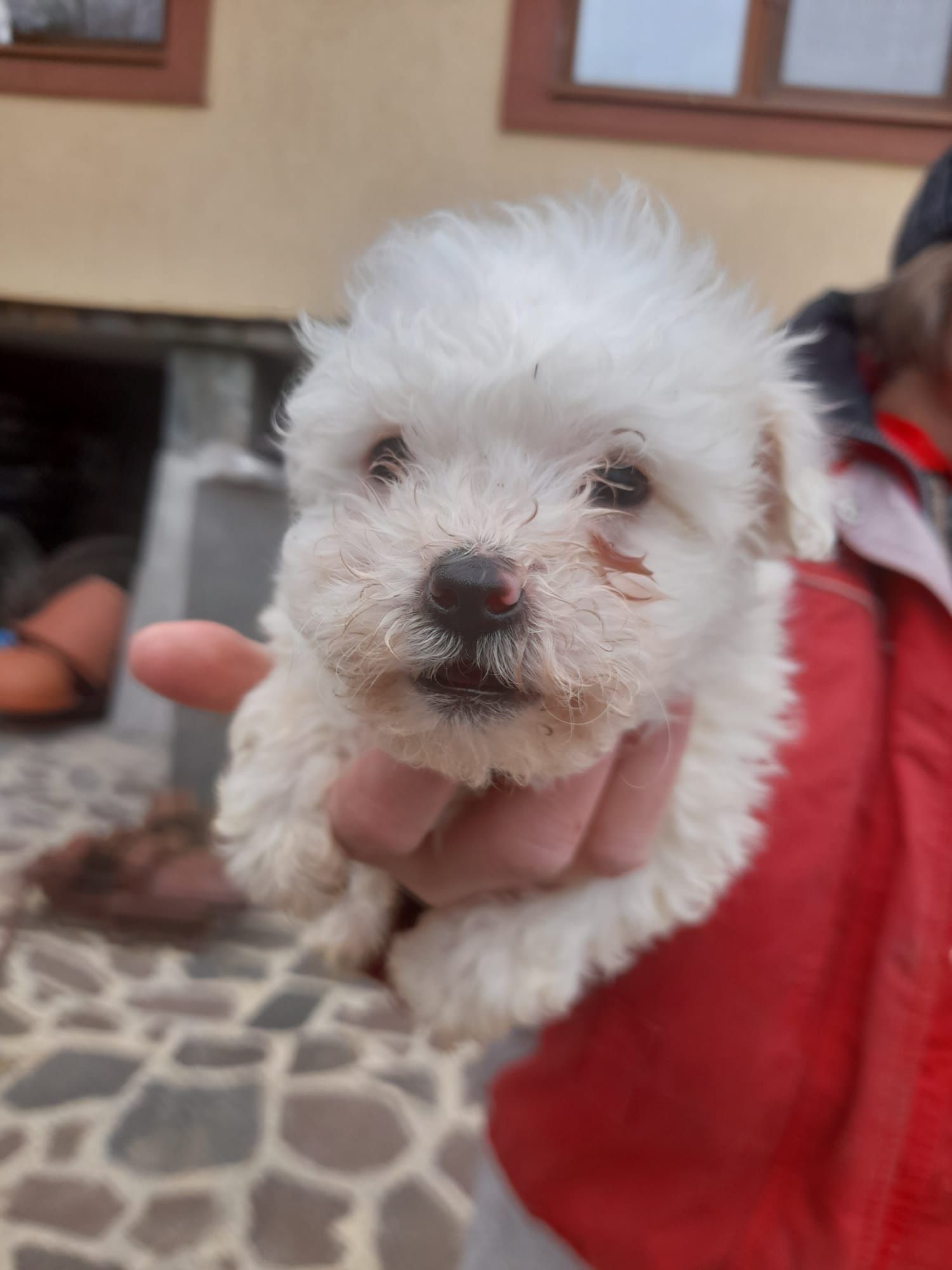 Bichon Mini toy de vânzare