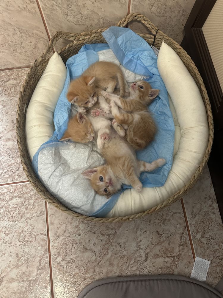 Donez 4 pisici pui