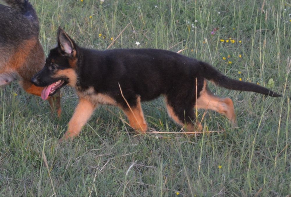 Pui ciobanesc german