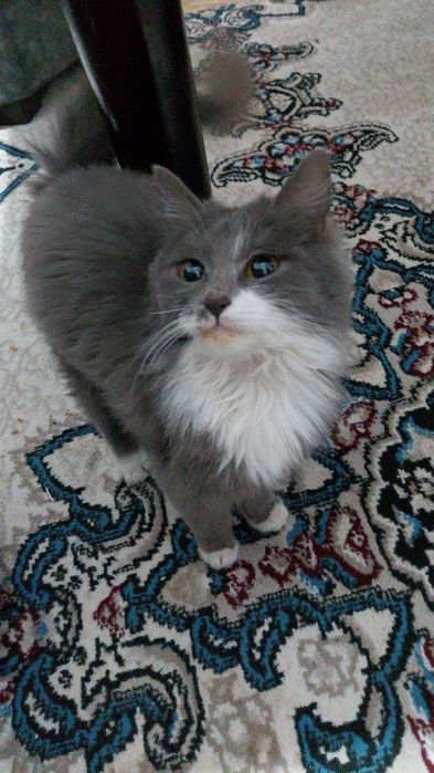 Мушик сотилади пародаси Хасан