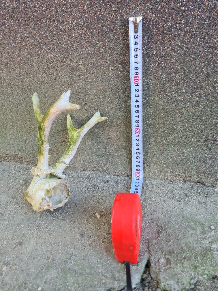 Trofeu caprior 25cm