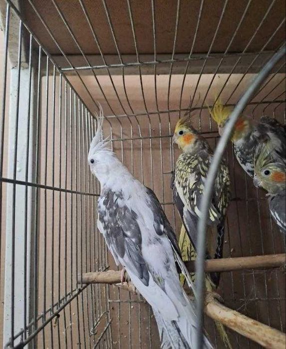 Ято Корели и Какарики