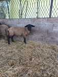 Miel berbec suffolk
