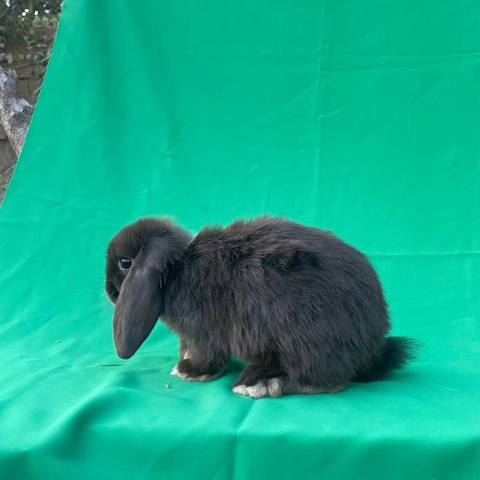 Karlik Baran Dekorativ Quyon 2 oylik Sames