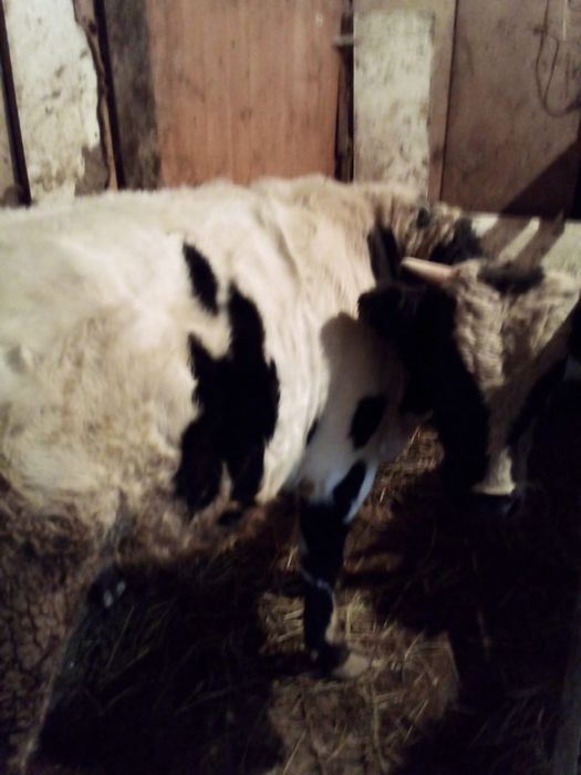 Прода быка, мясистый