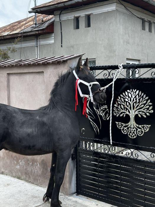 Vand manz metish de frizian din mama metish si tata frizian