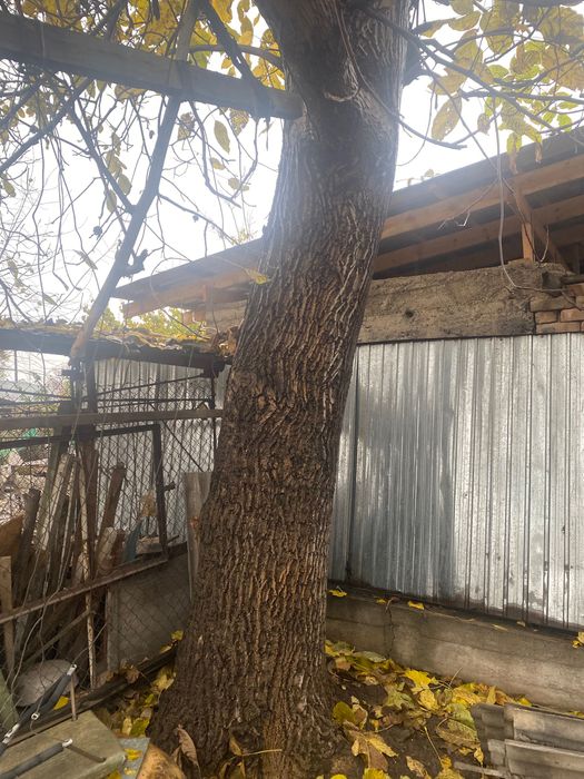 Дерево ореха на мебель