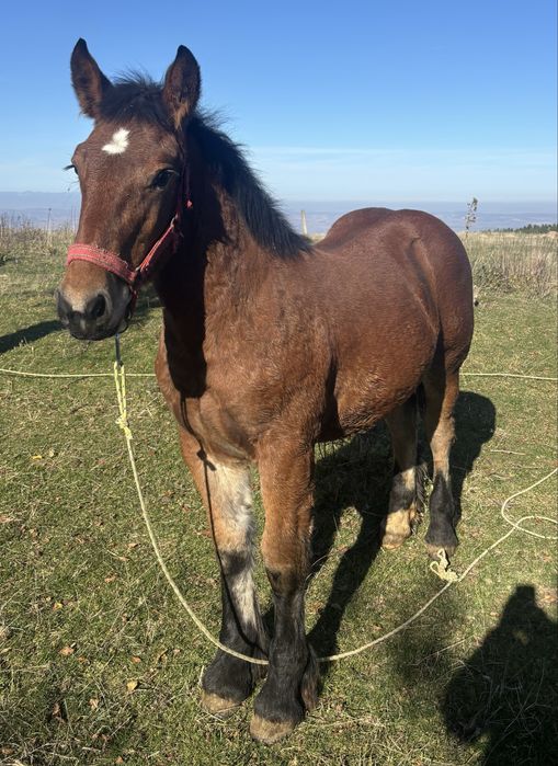 Mânz 4 luni pașaport  cip 7000lei