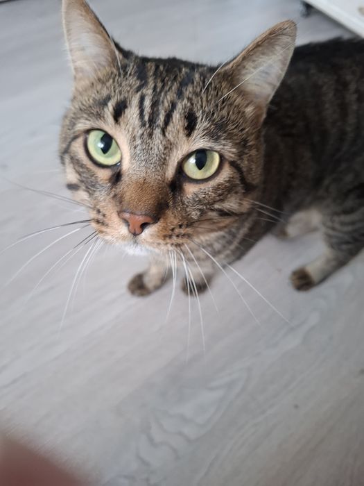 Бесплатно отдам кота в хорошие руки.