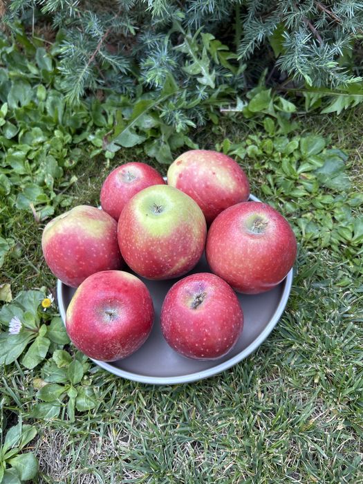 Продам яблоки сорт «Американка»“ Алматинский Синап»