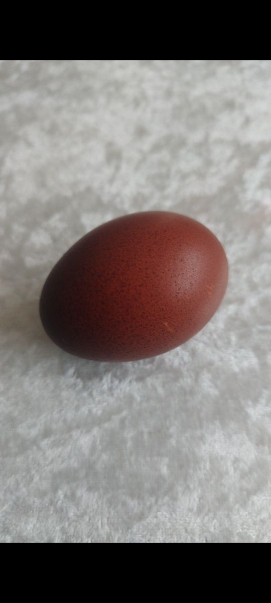 Ouă pentru  incubat : Australorp negru Wyandotte argintiu și Marans
