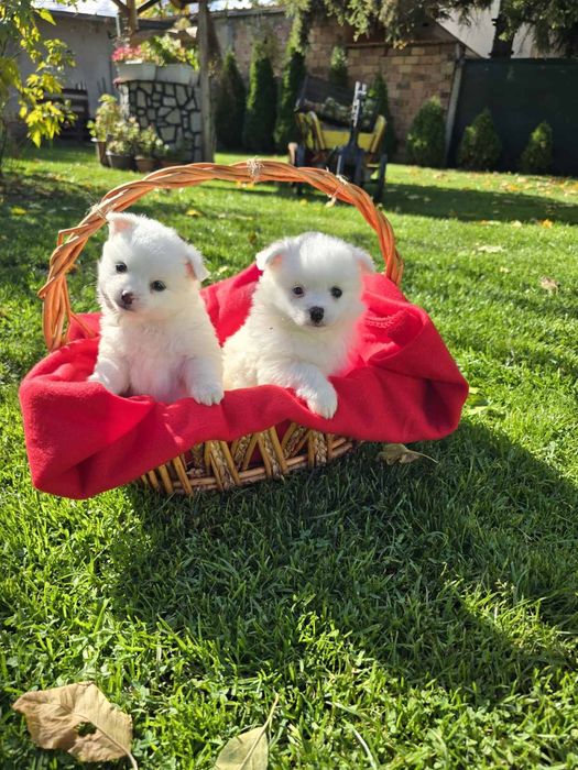 Померан померанче