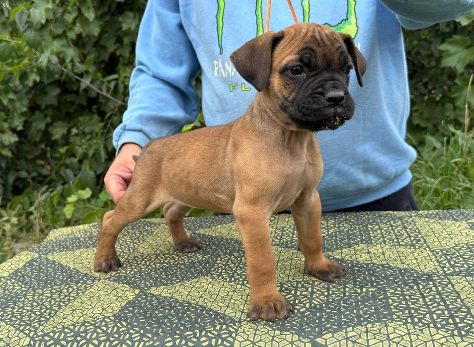 Cane Corso 2 luni