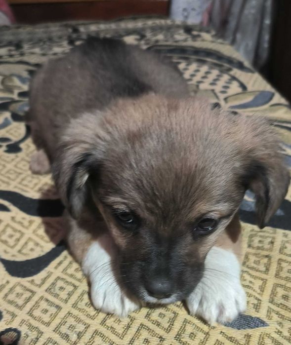 Căței în adopție