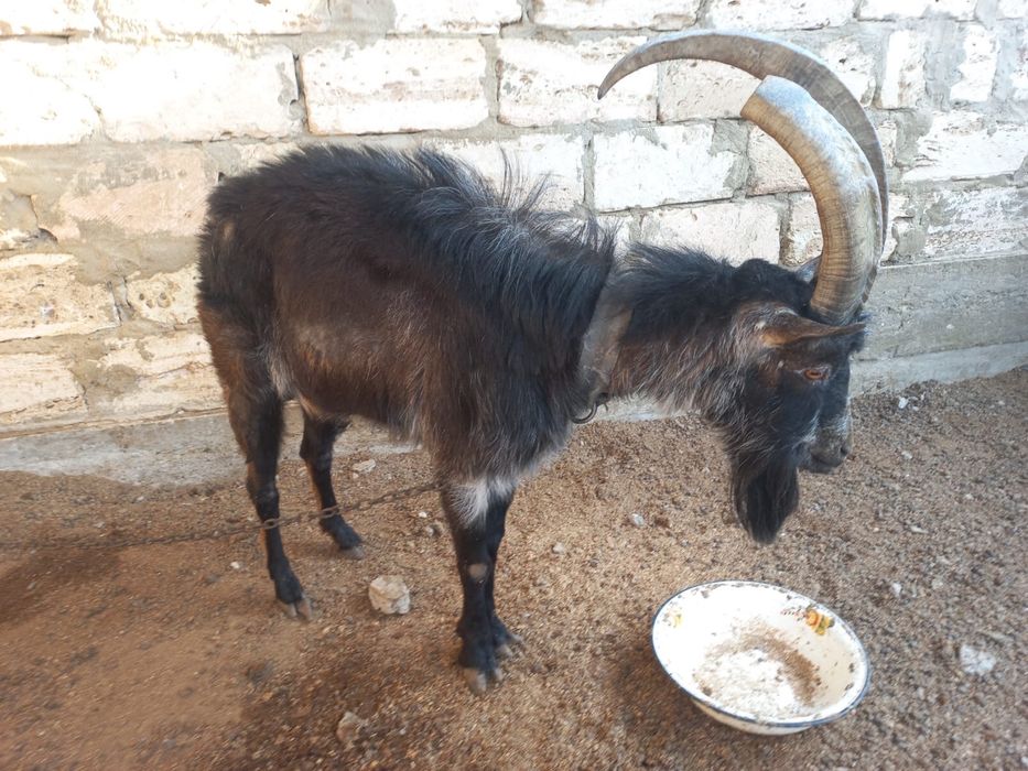 Жарап тұрған теке