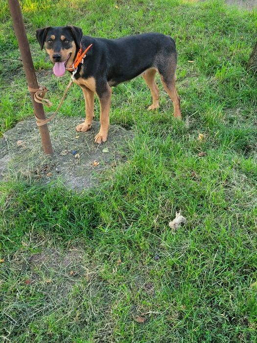 Câine de vânătoare