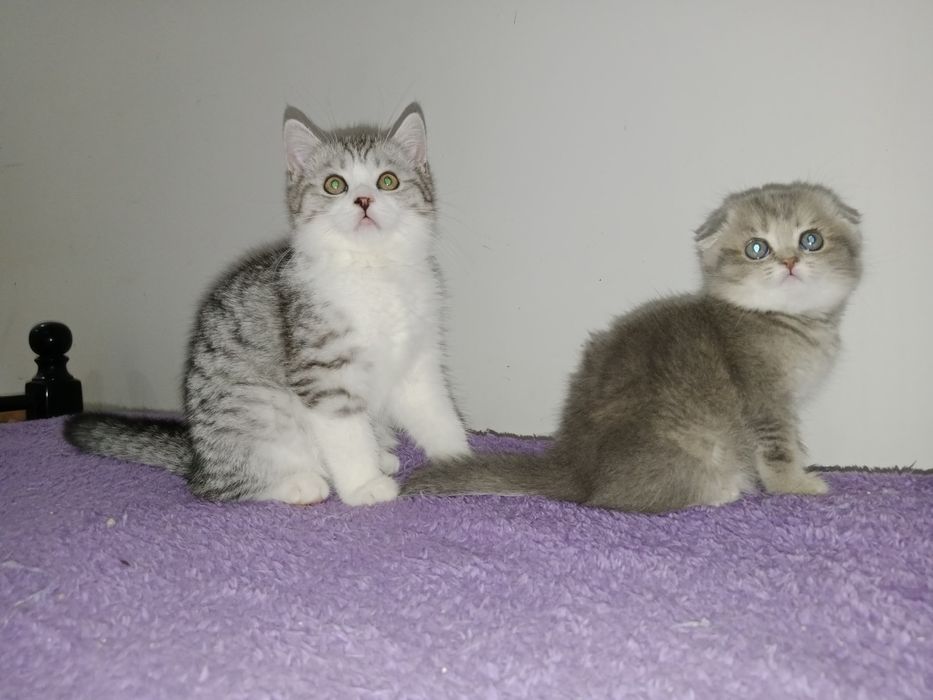 Роскошные котята Скоттиш фолд и Страйт биколор , мрамор.