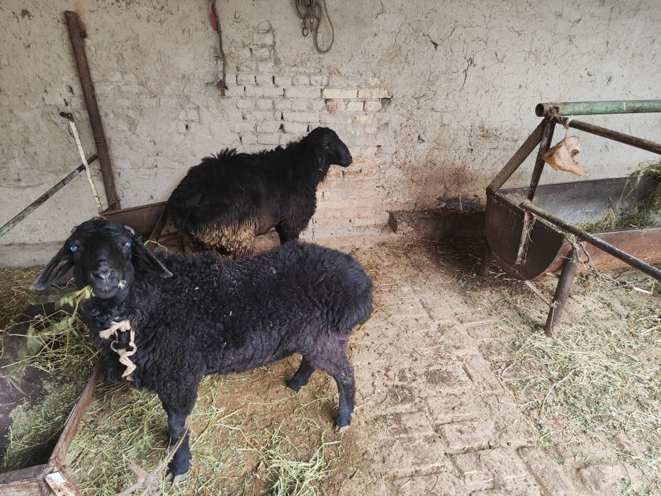 Ikkalasi birga sotiladi