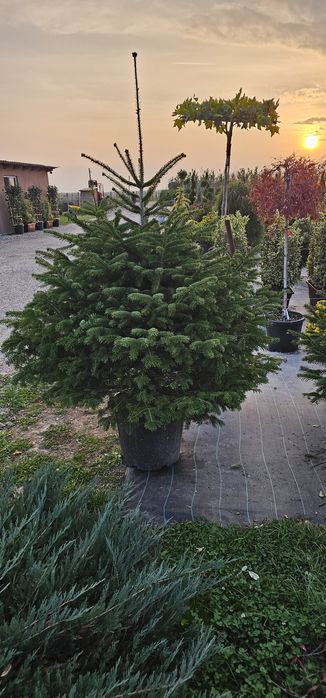 Tuia prunus  brazi verzi si argintii și alte varietăți