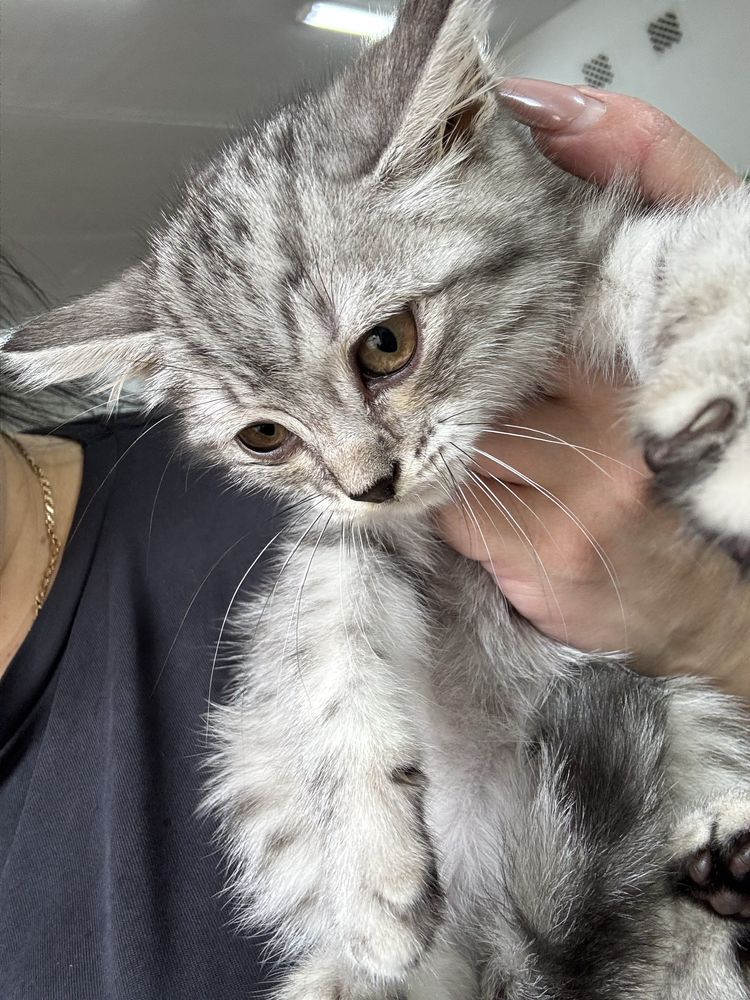 Милые котята ищут дом