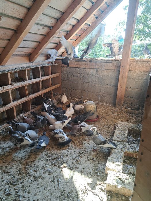 Vând porumbei voiajori